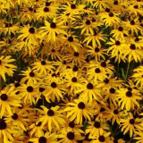 Rudbeckia (45 снимки): как да растеш златна топка във вашата градина